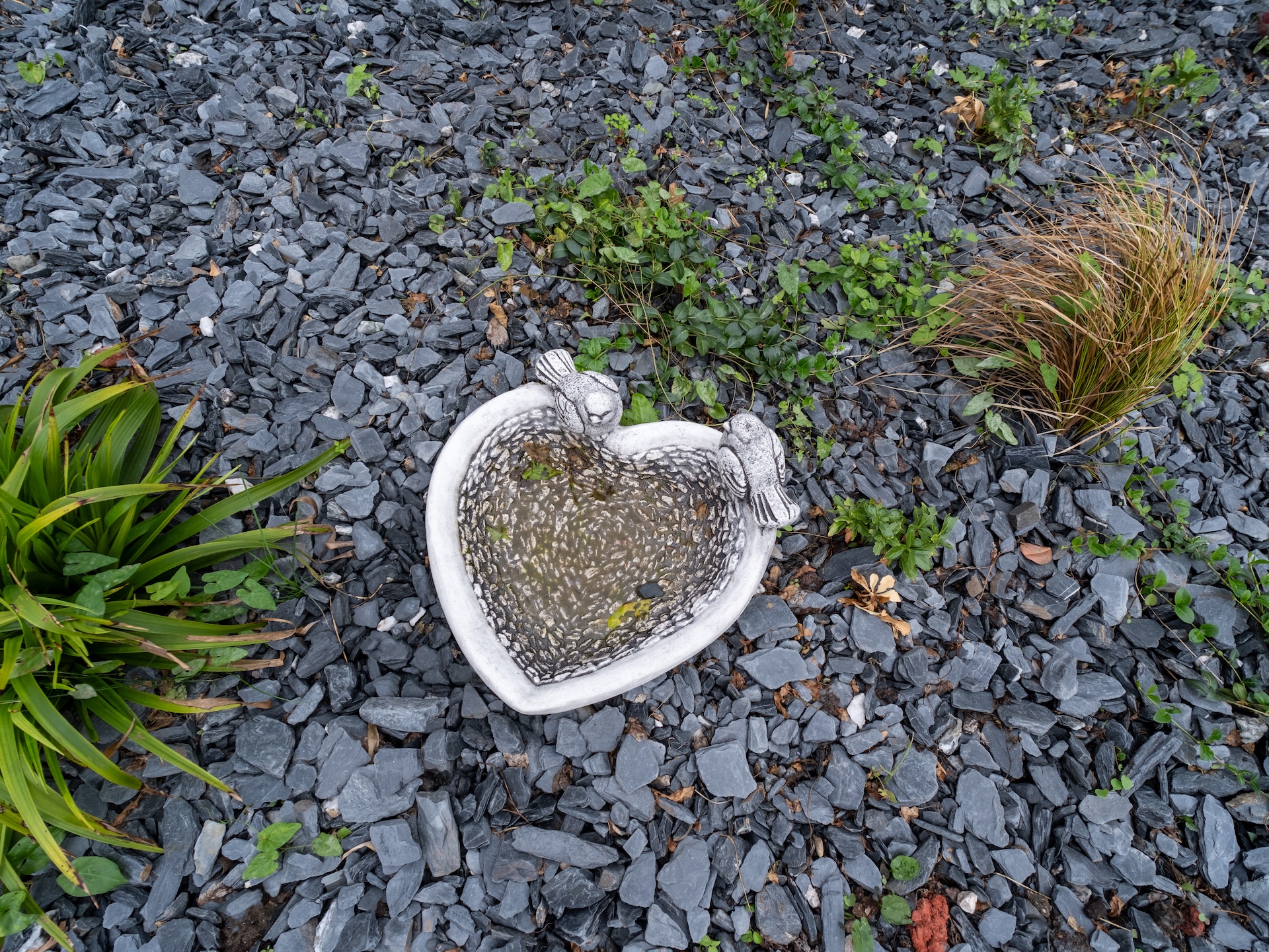 Coupelle pour les oiseaux en coeur